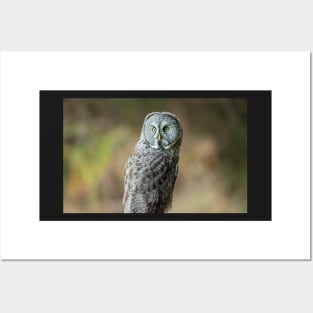 Great Grey Owl Portrait Posters and Art